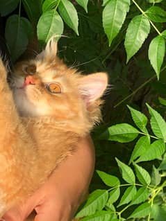 Golden brown Persian Cat Little trained Triple Corted Cat