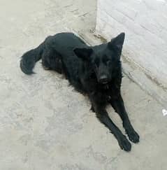 German shepherd black male for sale