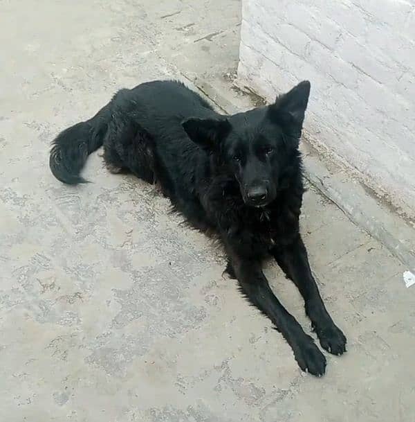 German shepherd black male for sale 0