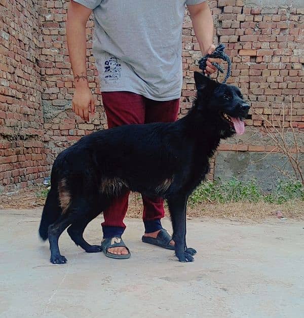 German shepherd black male for sale 2