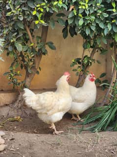 Lohmann eggs laying hens