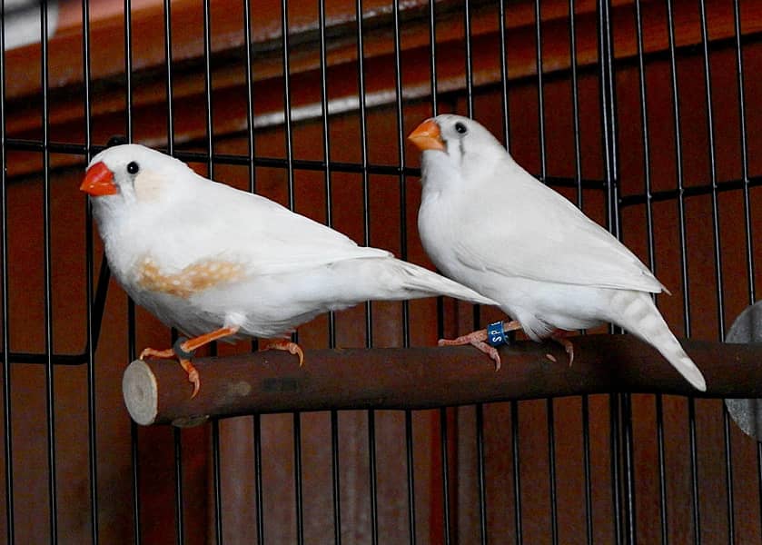 Young breeder pairs in good size ready for first breed 5 pairs 2