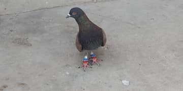 Pigeon for sale