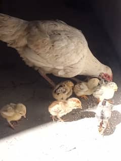 Aseel murgi Heera with 6 chick's