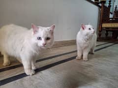 persian blue eyes vaccinated pair