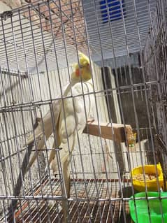 cocaktiel red i