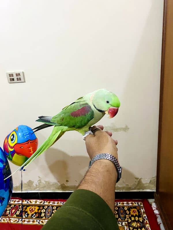 hand tamd toking raw parrot and cage 5