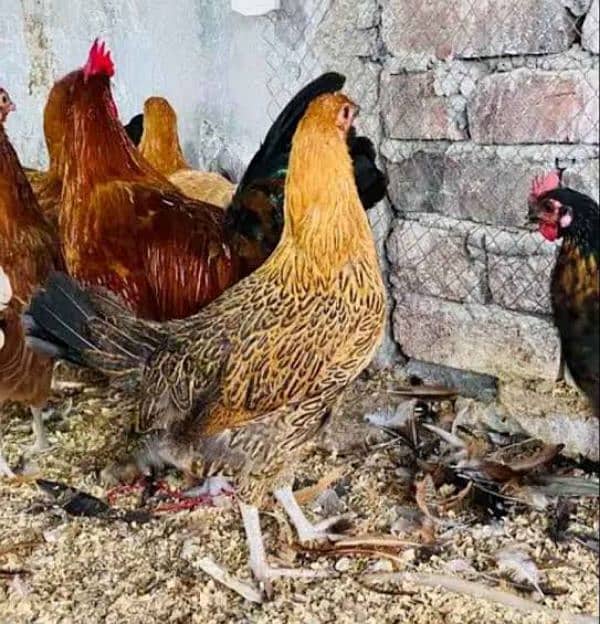 healthy golden missri hens and cock for sale 850 pr kg 1