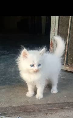 male kitten for sale