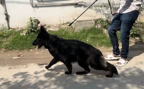 black german shepherd female