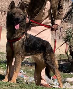 Pure bagiyari full security guard female 7 months for sale