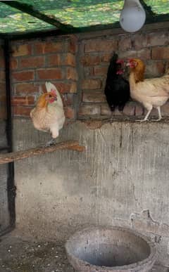 Golden desi egg laying hens