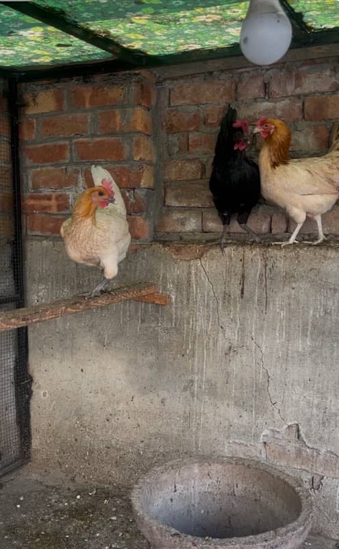 Golden desi egg laying hens 0