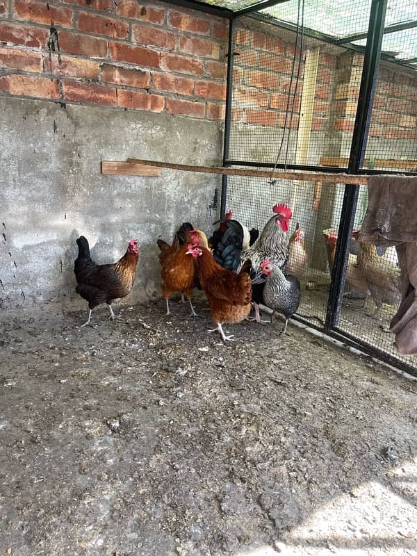 Golden desi egg laying hens 1