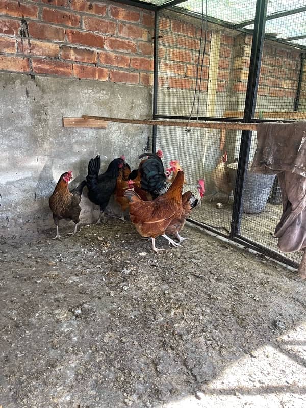 Golden desi egg laying hens 2