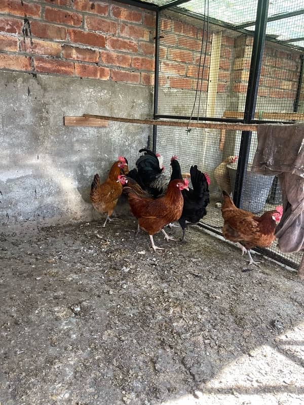 Golden desi egg laying hens 3