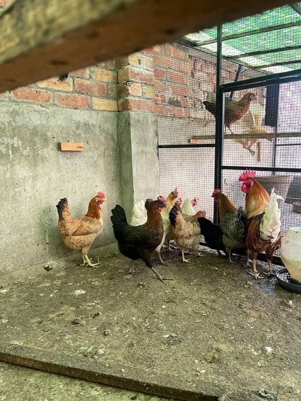 Golden desi egg laying hens 4