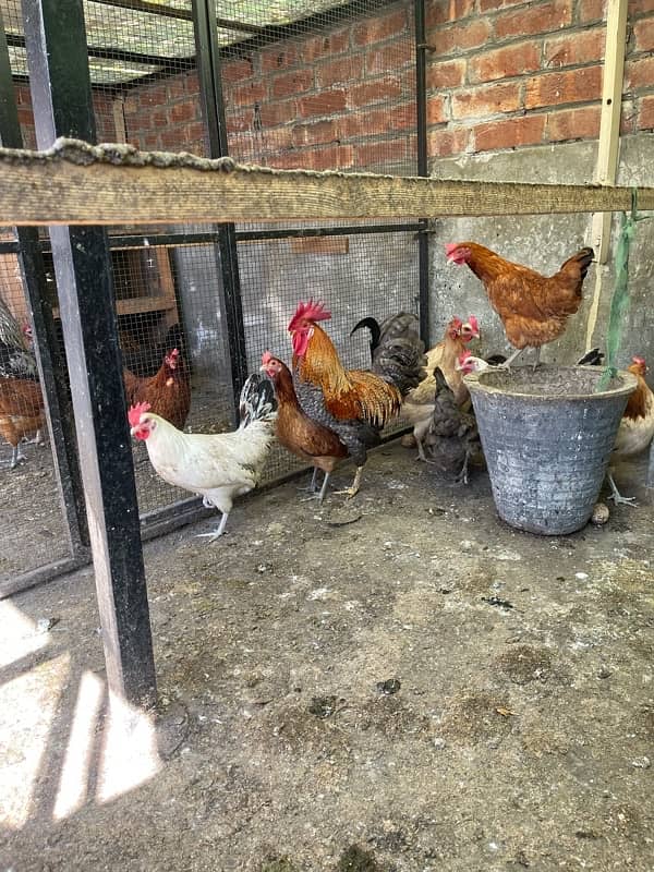 Golden desi egg laying hens 5