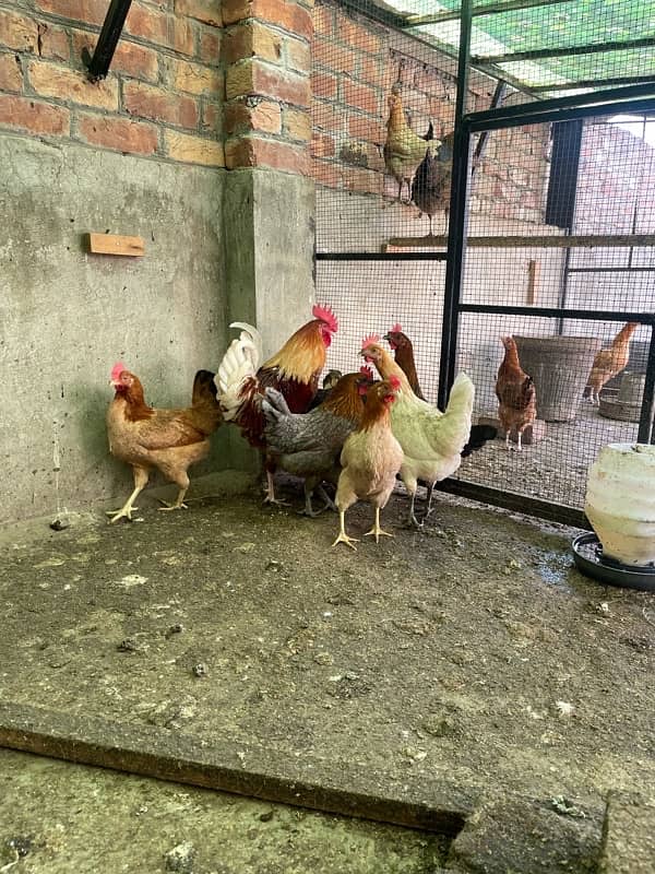 Golden desi egg laying hens 6