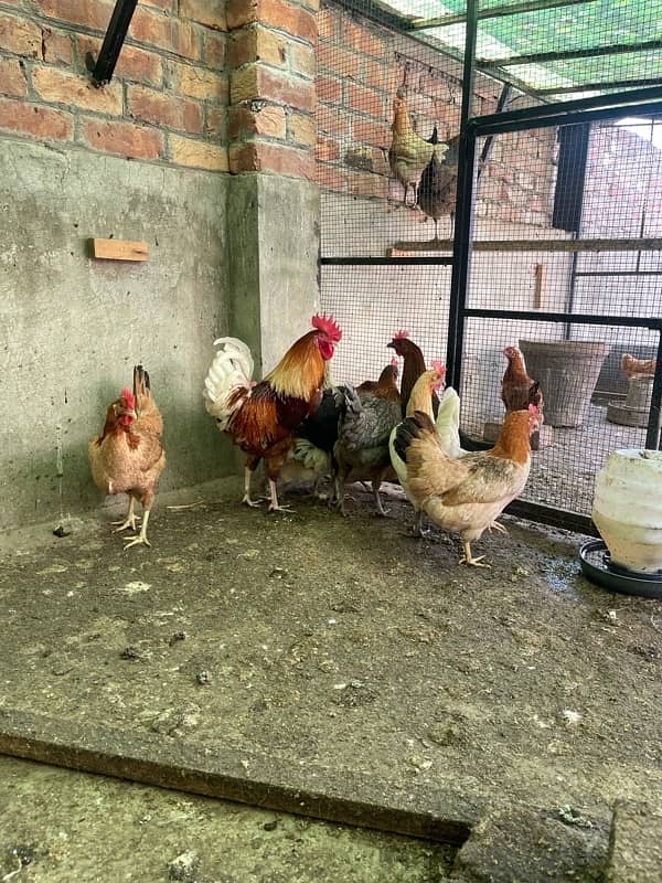 Golden desi egg laying hens 7