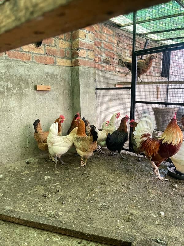 Golden desi egg laying hens 8