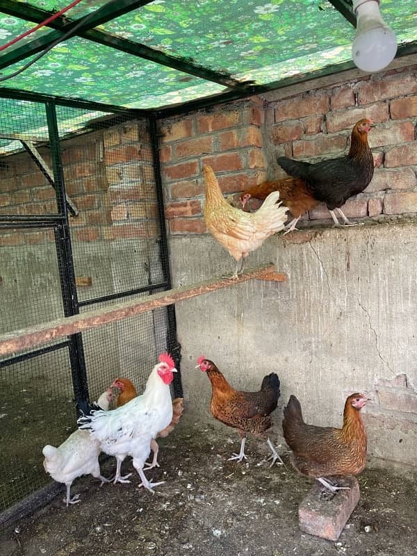 Golden desi egg laying hens 9