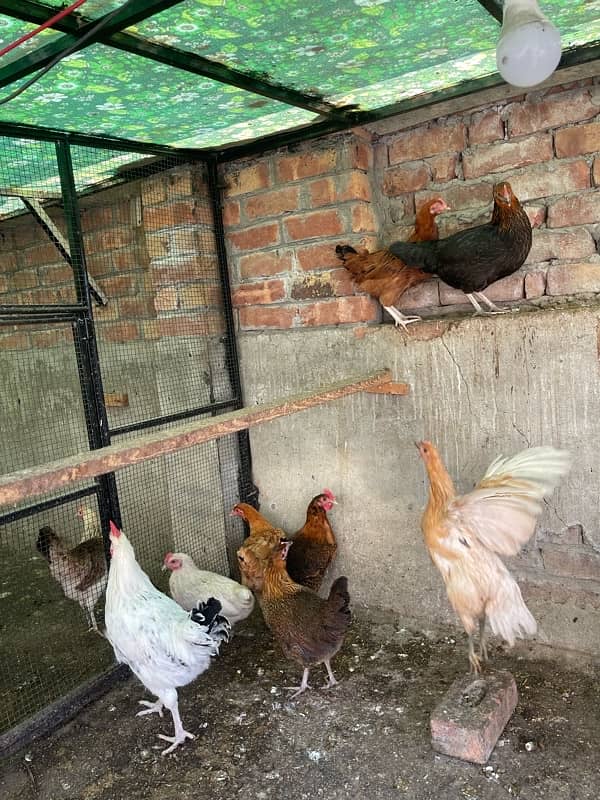 Golden desi egg laying hens 10