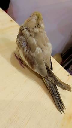 cockatiels pair