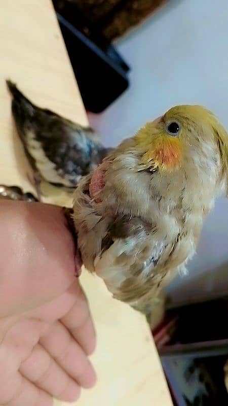 cockatiels pair 1