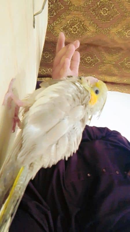 cockatiels pair 4