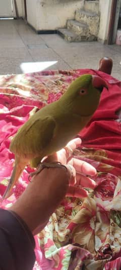 want to sale parrots