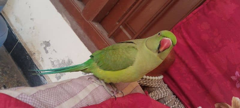 want to sale parrots 1