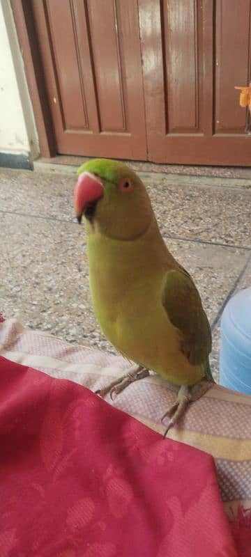 want to sale parrots 2