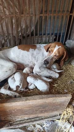 pure faranzini pointer puppies available