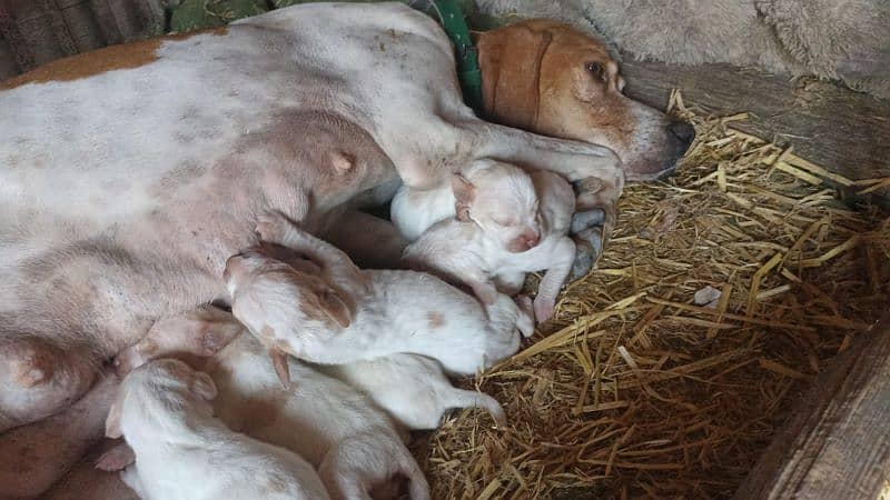 pure faranzini pointer puppies available 1