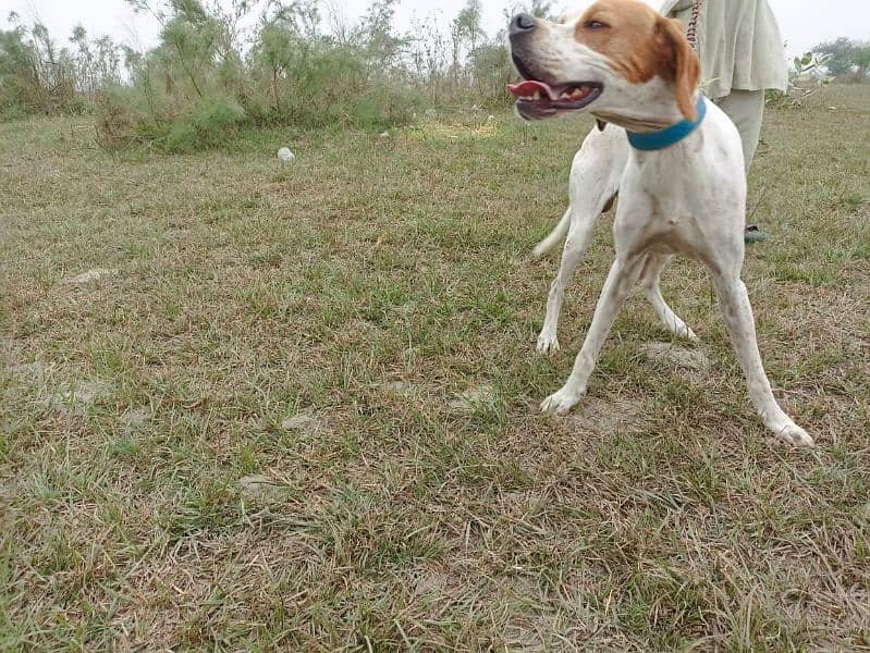 pure faranzini pointer puppies available 3