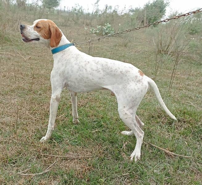 pure faranzini pointer puppies available 4