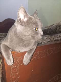 Single coat grey cat for sale