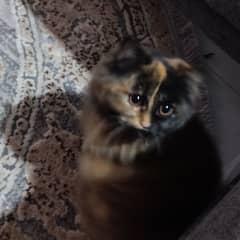 small | multicolor | fully vaccinated Persian + all her stuff for FREE