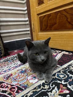 chartreux cat