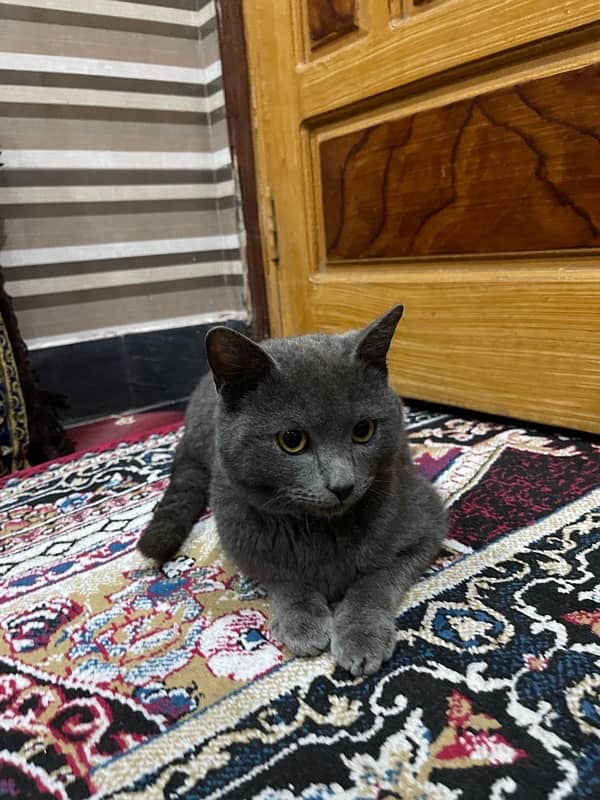 chartreux cat 4