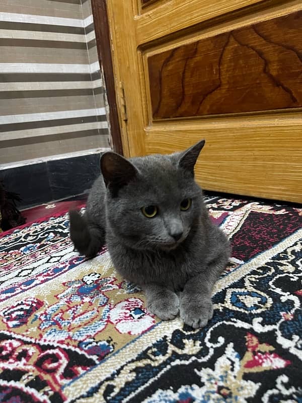 chartreux cat 5