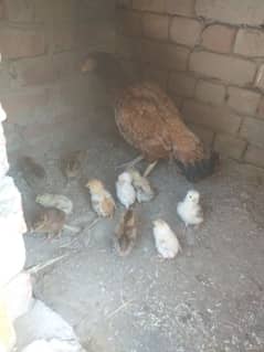 11 chicks with hen