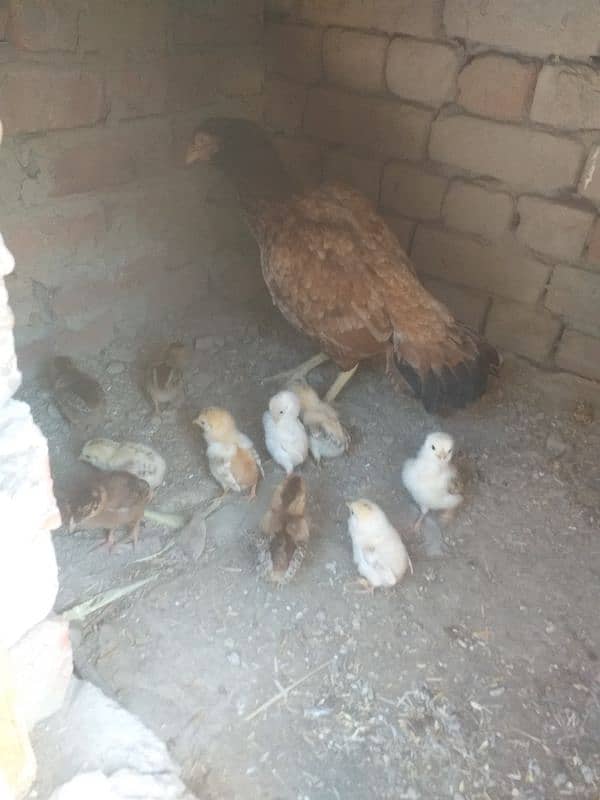 10 chicks with hen 0