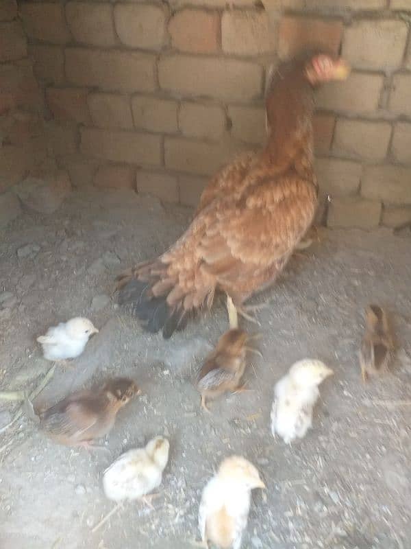 10 chicks with hen 2