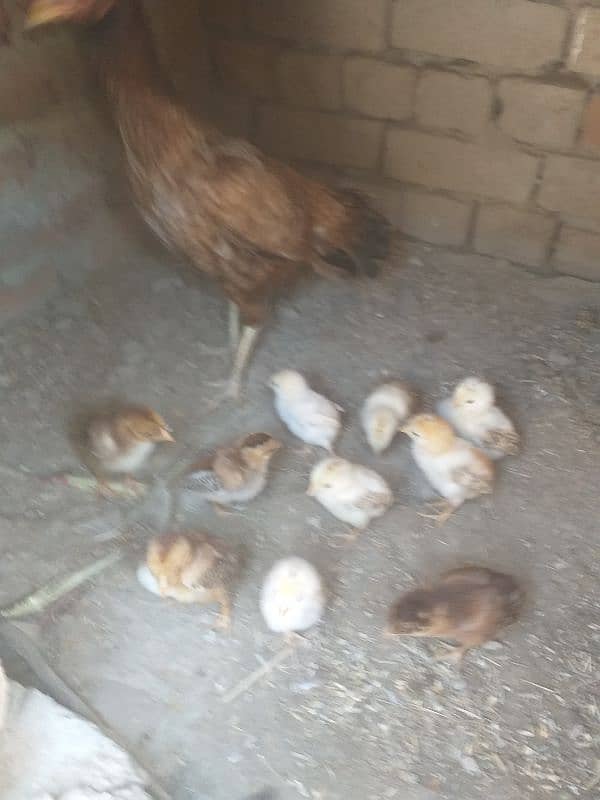 10 chicks with hen 3