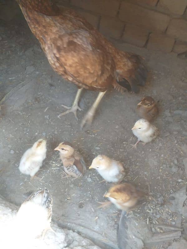 10 chicks with hen 4