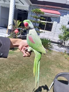 raw parrot