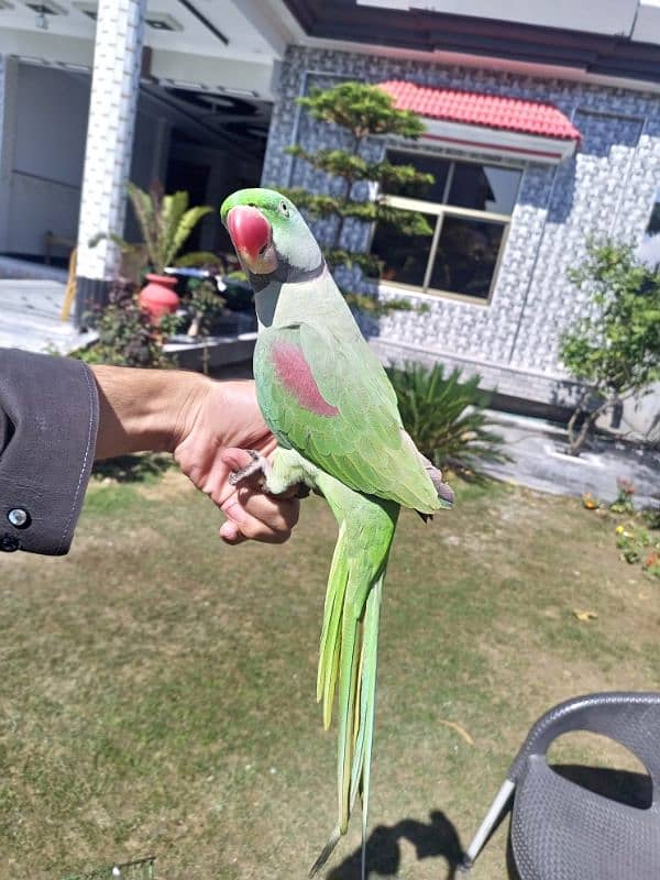 raw parrot 0