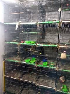 Cages for Java and Lovebirds